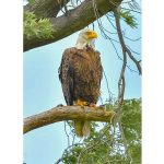 Amerika’da Bir Seferihisarlıdan Doğa Gururu: Kar Baykuşunu Fotoğraflamayı Başardı