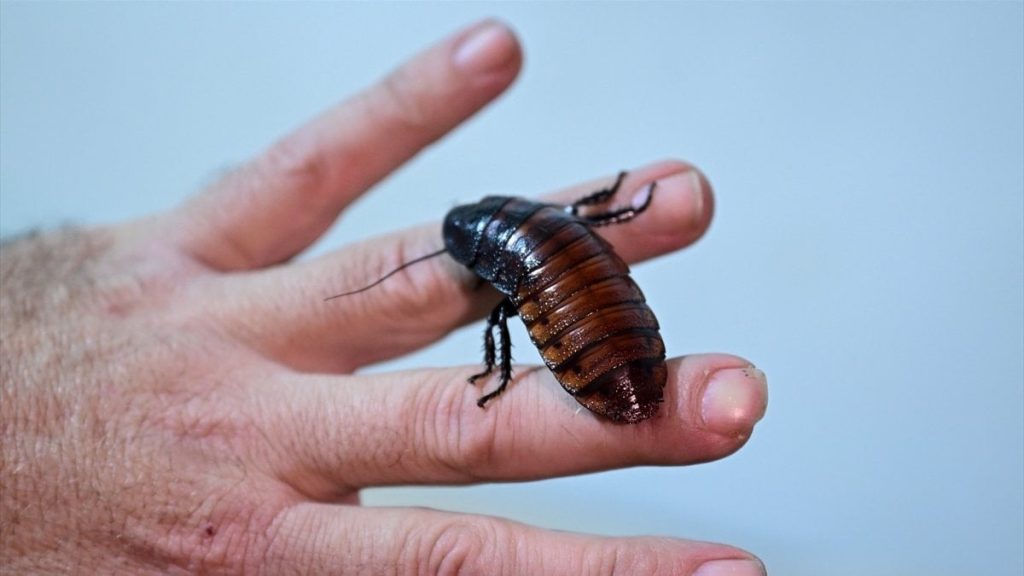 Antalya’da bilime ve canlı yem ihtiyacına çözüm: Böcek çiftliği