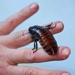 Antalya’da bilime ve canlı yem ihtiyacına çözüm: Böcek çiftliği