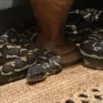 Avustralya’da üzerinde 2,5 metrelik pitonla uyandı