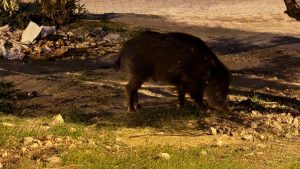 Aydın Kuşadası’ndan domuzlar şehre inerek yiyecek aradı