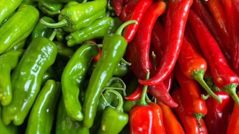Batı Akdeniz’de biber ihracatıyla şampiyonluk geldi