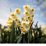 Bayındır Nergis Festivali’nde Gökçe Rüzgarı Esecek