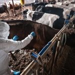 Bilecik’te şap alarmı: Hayvan giriş-çıkışları yasaklandı