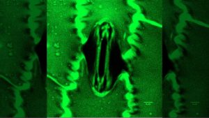 Bilim dünyasında bir ilk: Bitkilerin nefes alışı görüntülendi