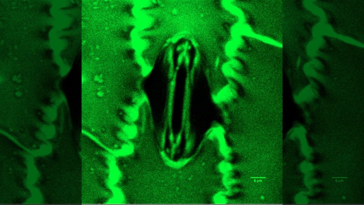 Bilim dünyasında bir ilk: Bitkilerin nefes alışı görüntülendi