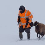 Bingöl Karlıova’da besicilerin kış mesaisi