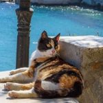 Bu adada kedileri sevene 1 ay ücretsiz tatil…