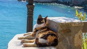 Bu adada kedileri sevene 1 ay ücretsiz tatil…