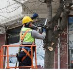 Budama Çalışmalarından Yakacak Elde Ediliyor