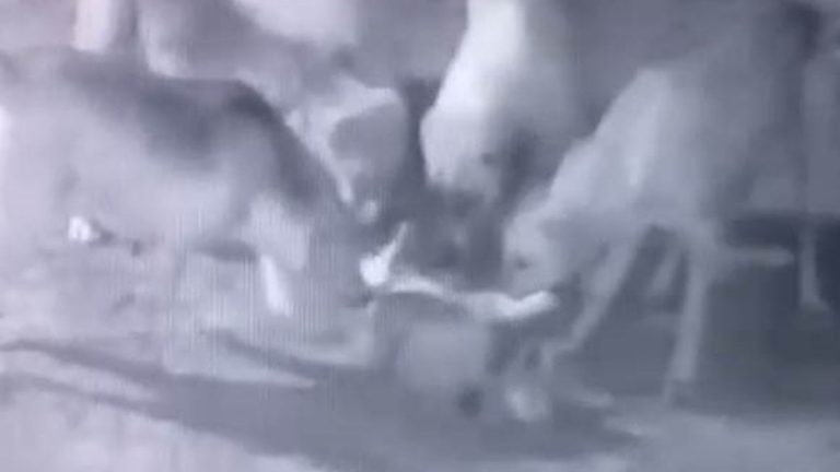 Burdur’da sokak köpekleri, sahipli köpeği telef etti