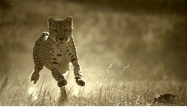 ‘Büyük Kediler Dünyası’, 1 Şubat Pazar 20.00’de National Geographic WILD Ekranlarında!