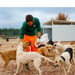 Büyükşehir’den sokak köpeklerine özel yaşam alanı