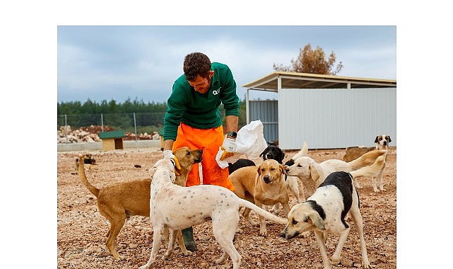 Büyükşehir’den sokak köpeklerine özel yaşam alanı
