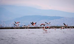 Doğa, kültür ve lezzet tutkunları yarıyıl tatilinde bu turlarda buluşacak