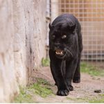 Doğal Yaşam Parkı’nın jaguarı Juliet yaşama veda etti