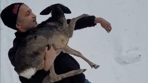 Düzce’de yaralı halde bulduğu karacaya sahip çıktı, karaca koruma altında