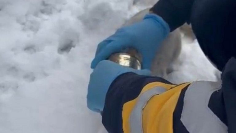 Elazığ’da kediyi, başına sıkışan konserve tenekesinden sağlıkçılar kurtardı
