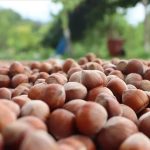 Geçen yıl 179 bin tondan fazla fındık ticaret borsasında işlem gördü