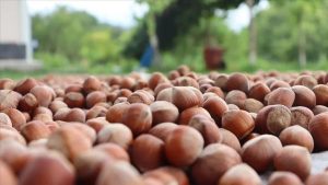 Geçen yıl 179 bin tondan fazla fındık ticaret borsasında işlem gördü