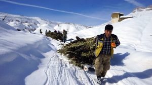Hakkari’de besiciler kızaklarla ot taşıyor
