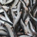 Hamsi 2025’te palamudun tahtına oturdu