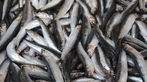 Hamsi 2025’te palamudun tahtına oturdu