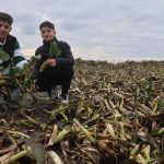 Hatay’da Akdeniz kıyıları yeşile büründü