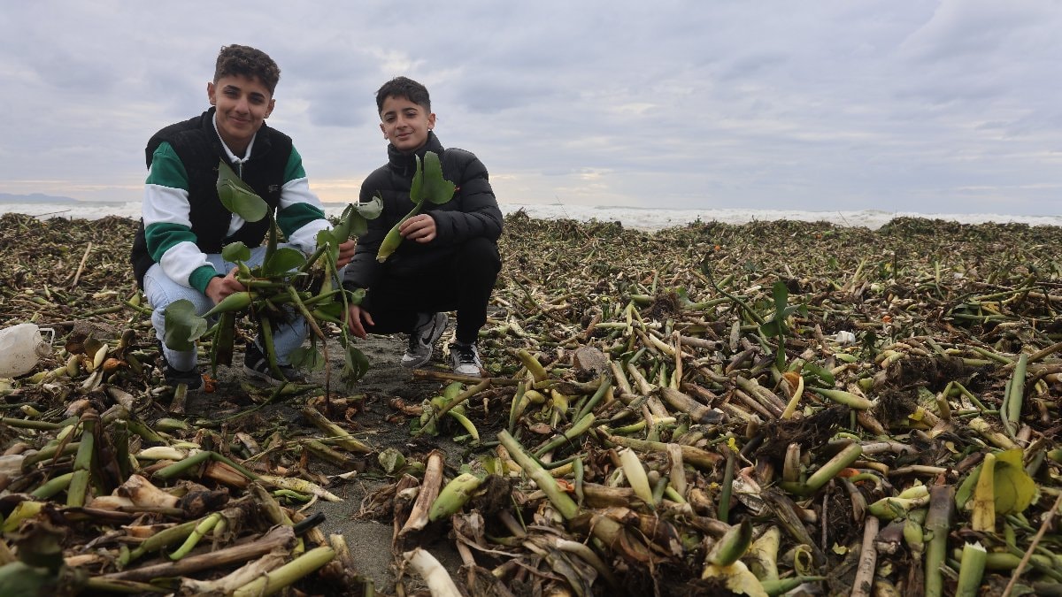 Hatay’da Akdeniz kıyıları yeşile büründü