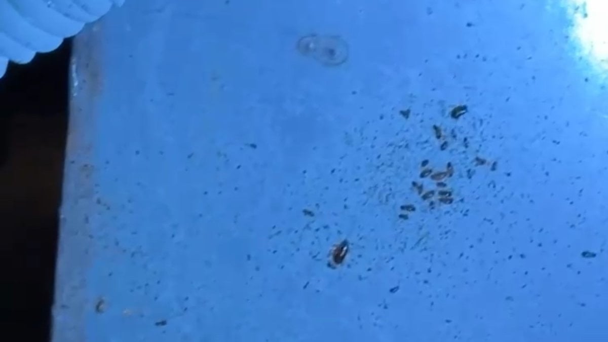 Hatay’da alışveriş merkezinde mide bulandıran görüntüler