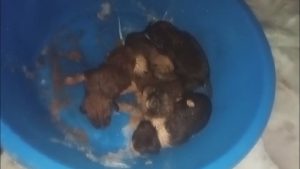 Hatay’da donmak üzere olan yavru köpeklere yardım eli