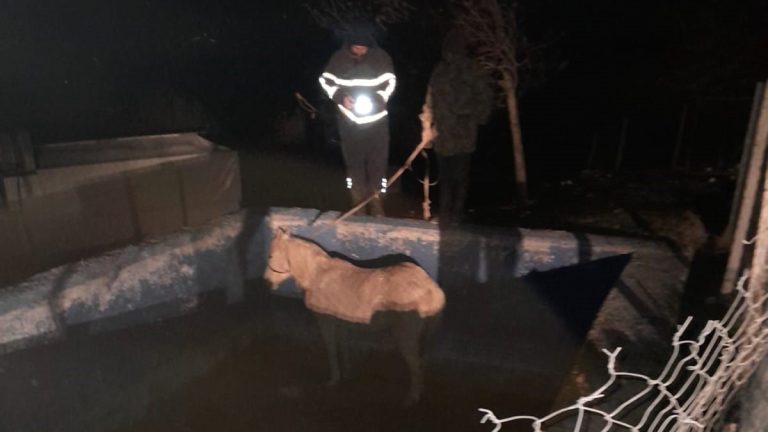 Hatay’da havuza düşen atın imdadına ekipler yetişti