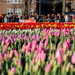 Hollanda’da lale mevsimi ‘Ulusal Lale Günü’ ile karşılandı