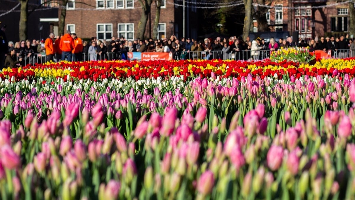 Hollanda’da lale mevsimi ‘Ulusal Lale Günü’ ile karşılandı