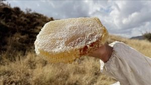 Ilgaz balı, satış rekoruyla Guinness’e girdi: Kilosu 11 bin 118 Euro