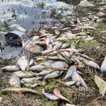 İstanbul’da bir gölette yaşanan yosun patlaması yüzünden binlerce balık telef oldu