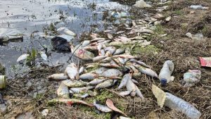 İstanbul’da bir gölette yaşanan yosun patlaması yüzünden binlerce balık telef oldu