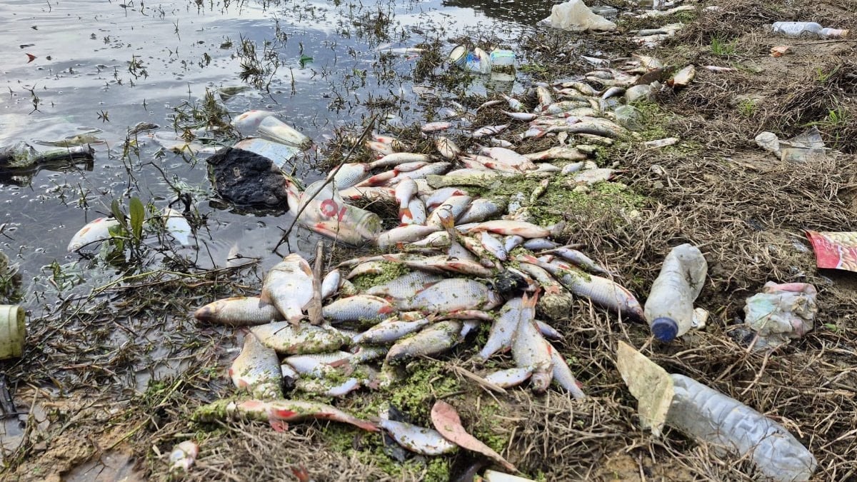 İstanbul’da bir gölette yaşanan yosun patlaması yüzünden binlerce balık telef oldu