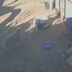 İstanbul’da bir kişinin bahçesinde beslediği koç dehşet saçtı: Kaburgaları kırıldı, kan içinde kaldı