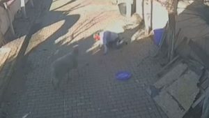 İstanbul’da bir kişinin bahçesinde beslediği koç dehşet saçtı: Kaburgaları kırıldı, kan içinde kaldı