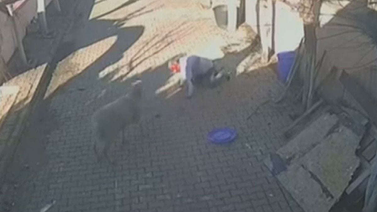 İstanbul’da bir kişinin bahçesinde beslediği koç dehşet saçtı: Kaburgaları kırıldı, kan içinde kaldı