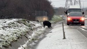 İstanbul’da yaban domuzu yol kenarına indi