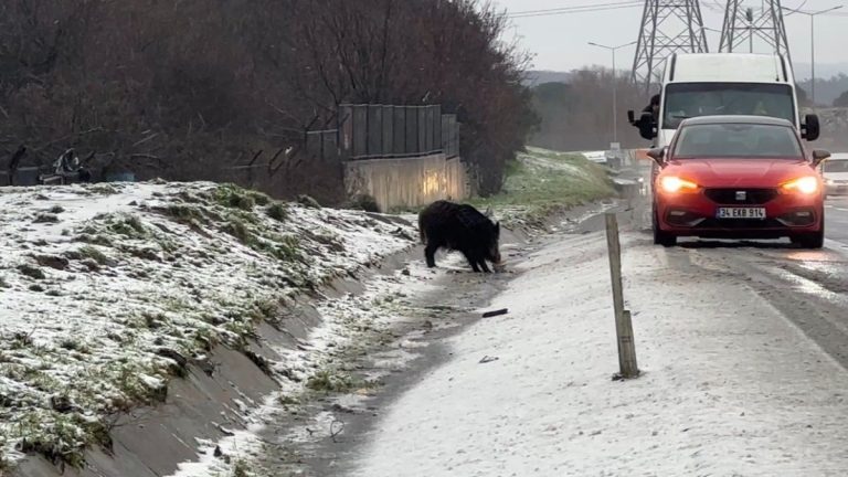 İstanbul’da yaban domuzu yol kenarına indi