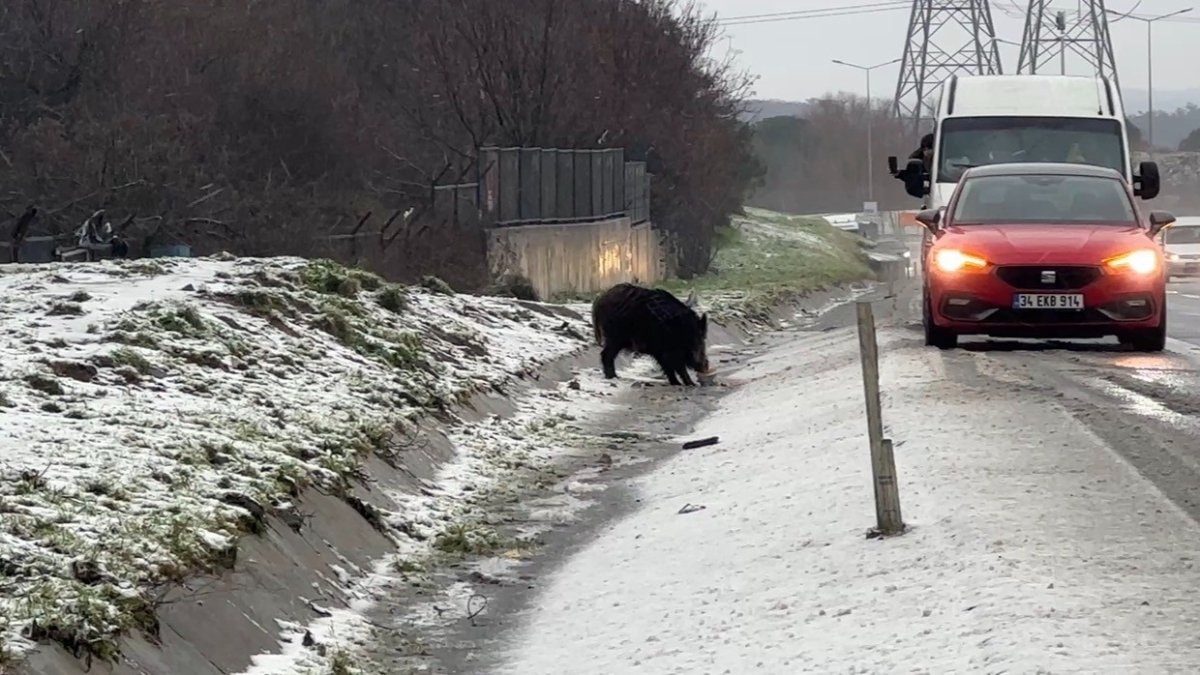 İstanbul’da yaban domuzu yol kenarına indi