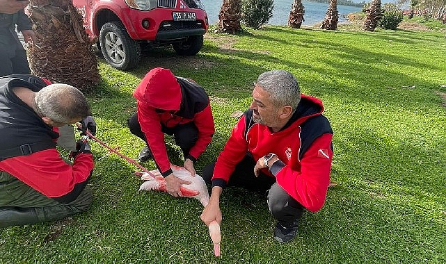 İzmir İtfaiyesi ayağına misina dolanan flamingoyu kurtardı