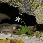 İzmir’de Yeni Bitki Türü Keşfedildi