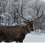 Kuzuyayla’nın müdavimi kızıl geyikler