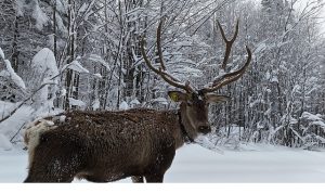 Kuzuyayla’nın müdavimi kızıl geyikler