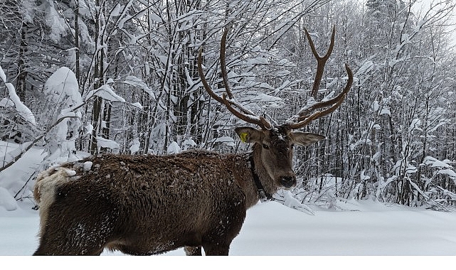 Kuzuyayla’nın müdavimi kızıl geyikler