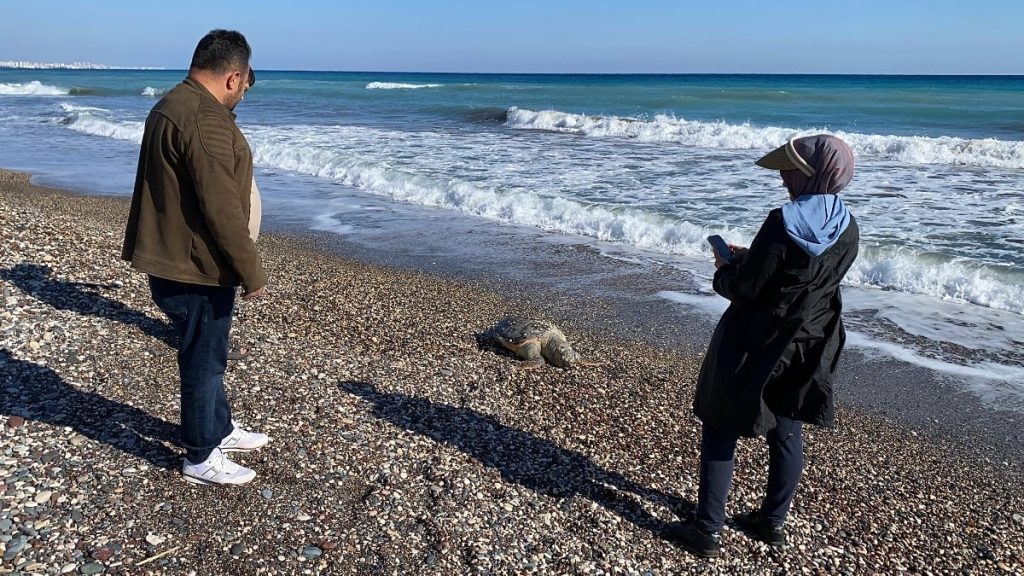 Mersin sahilinde 2 günde 2 caretta caretta telef oldu